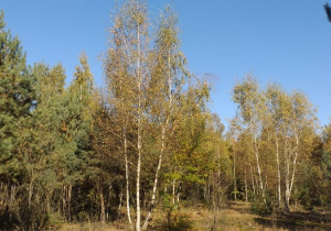 zdjęcie - las jesienią - sosny i brzozy z resztką żółtych liści...